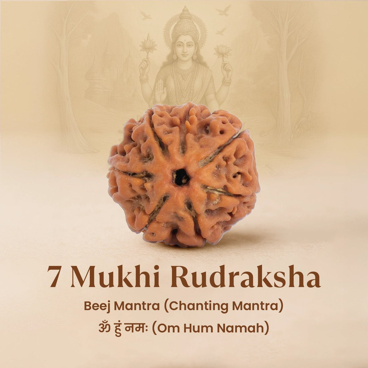 7 Mukhi Single Nepali Rudraksha With Lab Tested Certificate